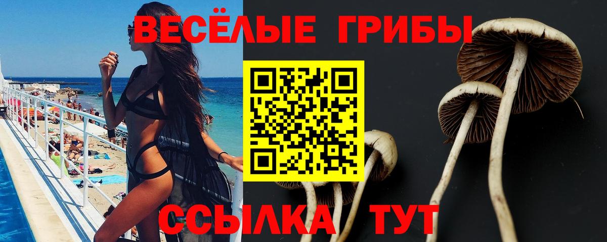 Псилоцибиновые грибы Cubensis  Вход с VPN  Котовск 